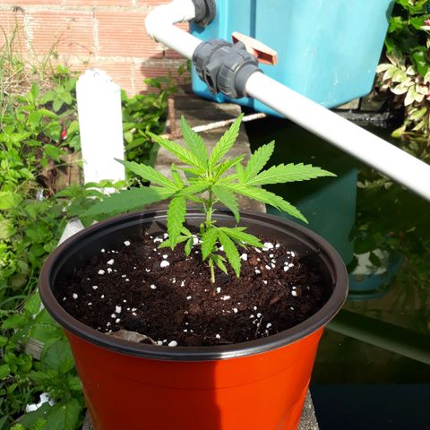 Runt growlog timeline photo