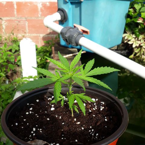 Runt growlog timeline photo