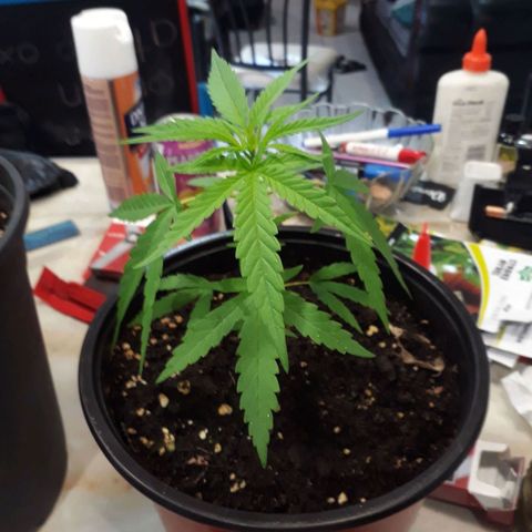 Runt growlog photo: B4 top