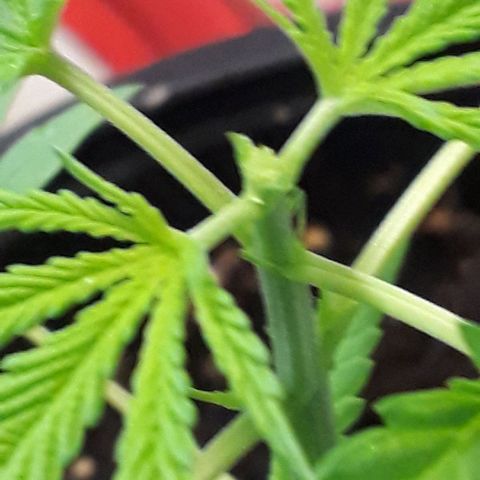 Runt growlog photo: Topped