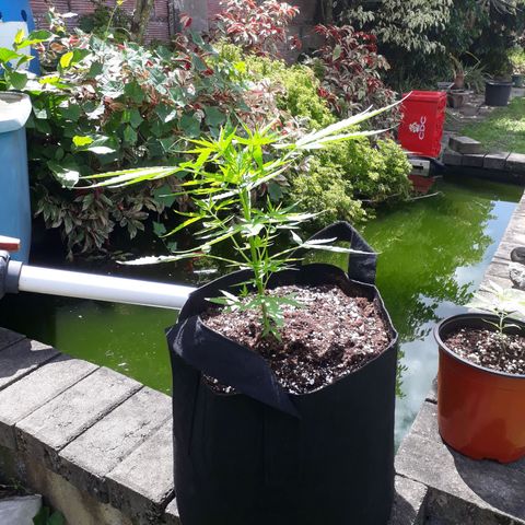 Runt growlog photo: Transplant
