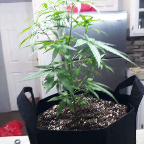 Runt growlog timeline photo