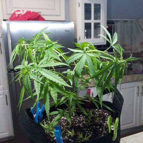 Runt growlog photo: 1st LST