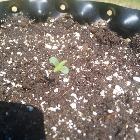 Blue cheese auto  growlog timeline photo