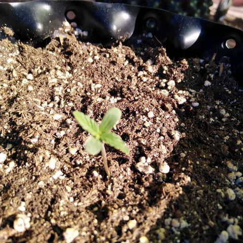 Blue cheese auto  growlog timeline photo