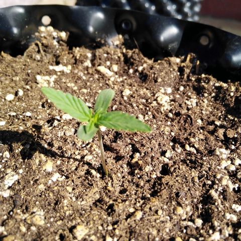Blue cheese auto  growlog timeline photo