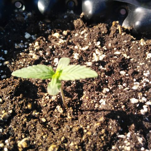 Blue cheese auto  growlog timeline photo