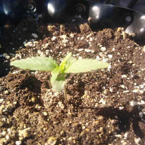 Blue cheese auto  growlog timeline photo