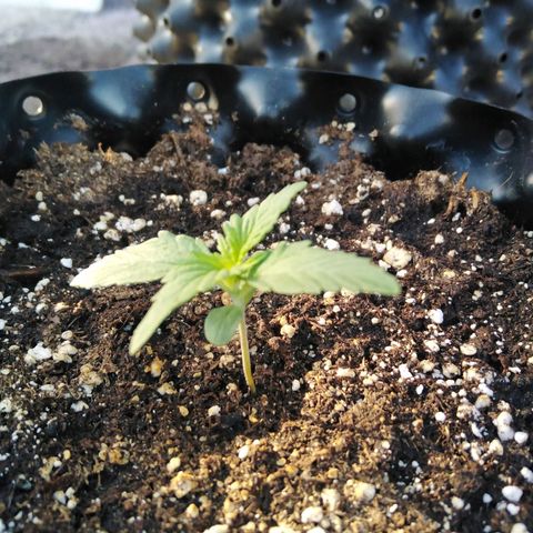 Blue cheese auto  growlog timeline photo