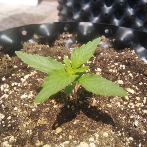 Blue cheese auto  growlog timeline photo