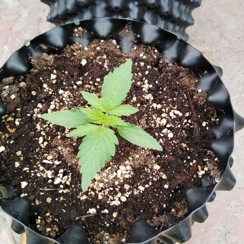 Blue cheese auto  growlog timeline photo