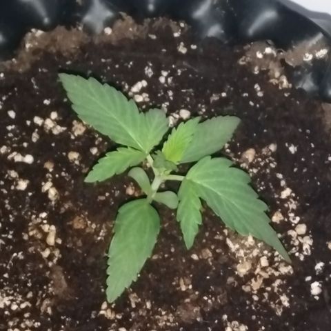 Blue cheese auto  growlog timeline photo