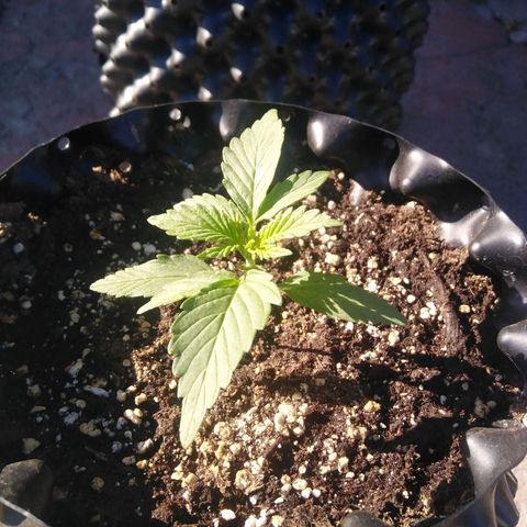 Blue cheese auto  growlog timeline photo