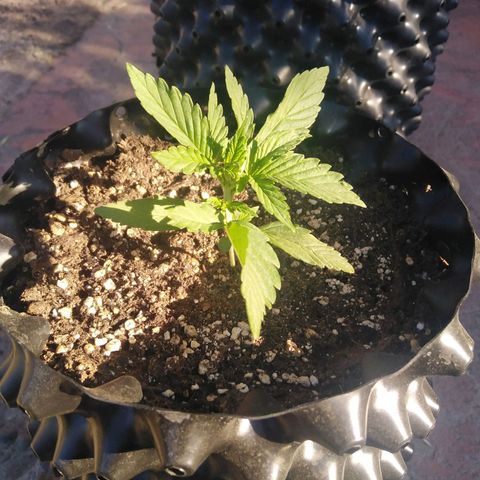 Blue cheese auto  growlog timeline photo