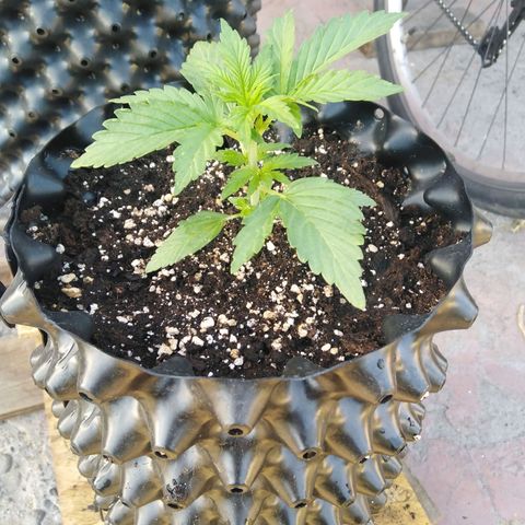 Blue cheese auto  growlog timeline photo
