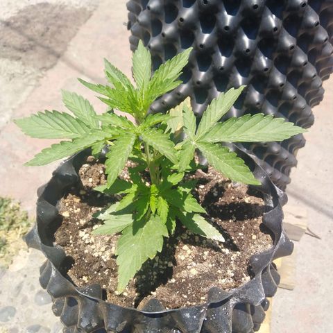 Blue cheese auto  growlog timeline photo