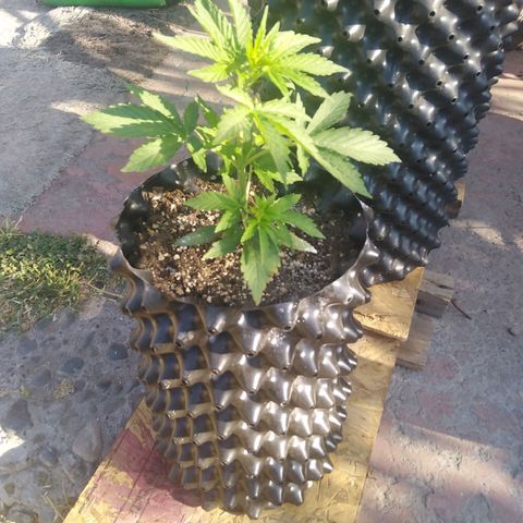 Blue cheese auto  growlog timeline photo