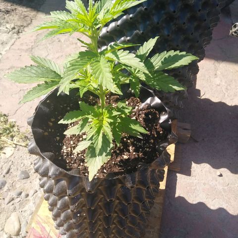 Blue cheese auto  growlog timeline photo