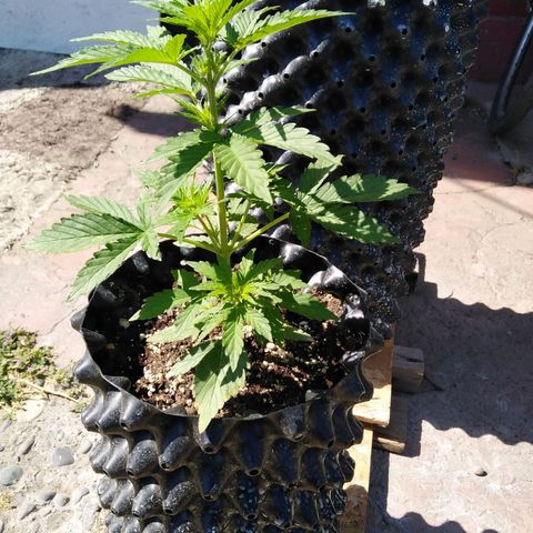 Blue cheese auto  growlog timeline photo