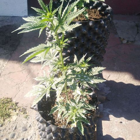 Blue cheese auto  growlog timeline photo