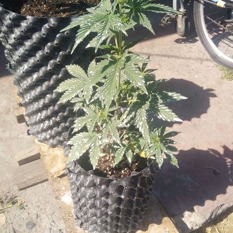 Blue cheese auto  growlog timeline photo