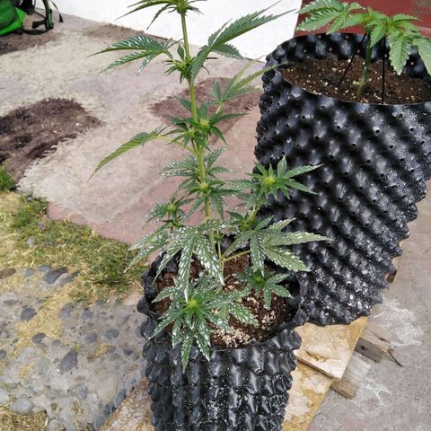 Blue cheese auto  growlog timeline photo