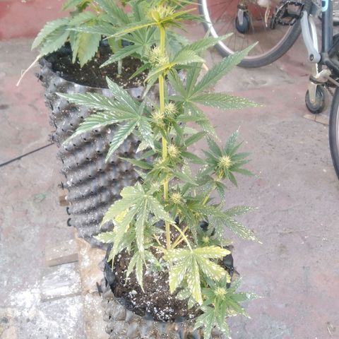 Blue cheese auto  growlog timeline photo