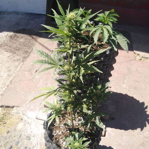 Blue cheese auto  growlog timeline photo