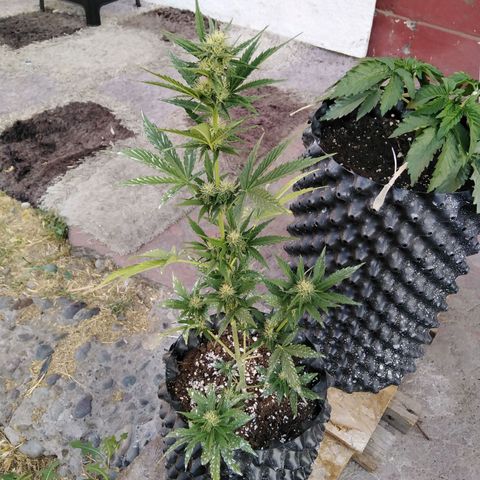 Blue cheese auto  growlog timeline photo