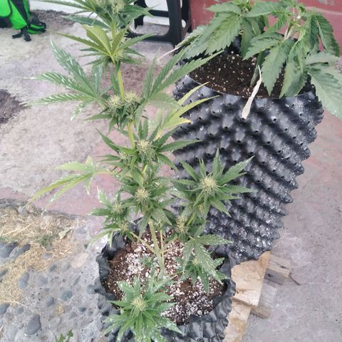 Blue cheese auto  growlog timeline photo