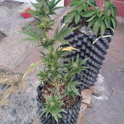 Blue cheese auto  growlog timeline photo