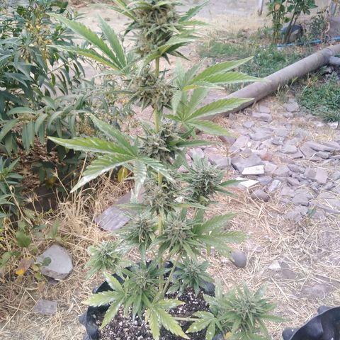 Blue cheese auto  growlog timeline photo