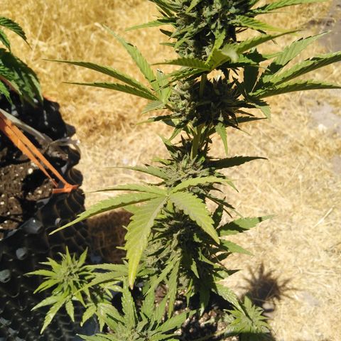 Blue cheese auto  growlog timeline photo
