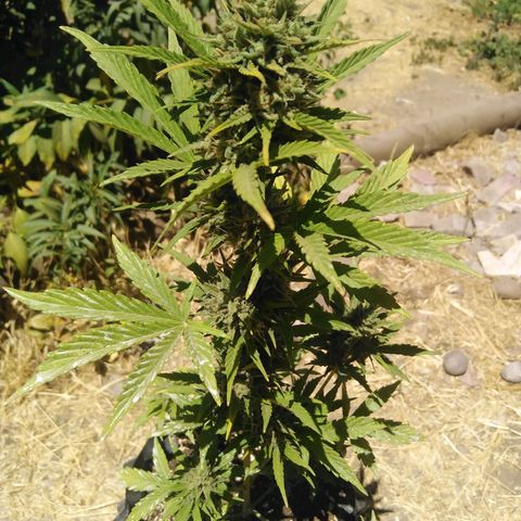 Blue cheese auto  growlog timeline photo