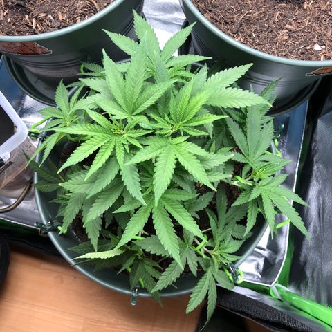 Henriette growlog timeline photo