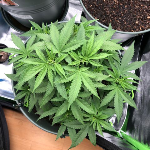 Henriette growlog timeline photo