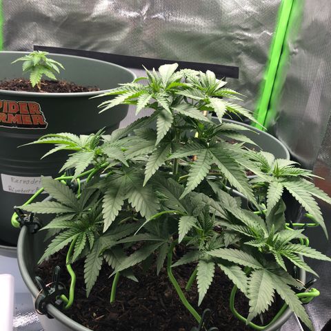 Henriette growlog timeline photo