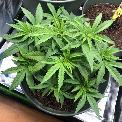 Henriette growlog timeline photo