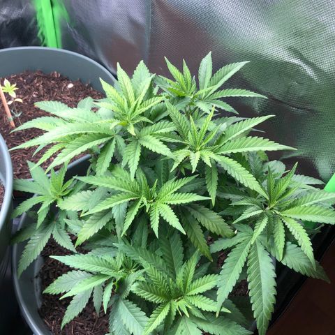 Henriette growlog timeline photo