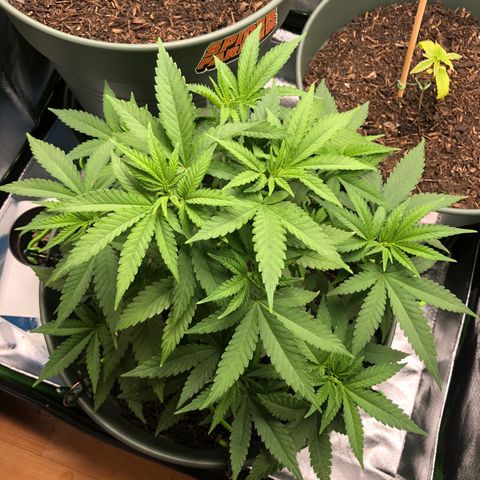 Henriette growlog timeline photo