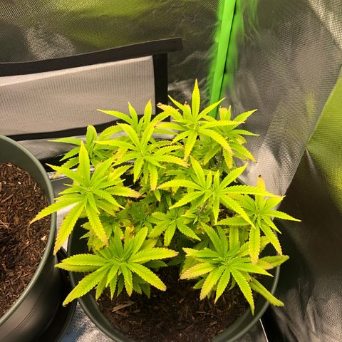 Henriette growlog timeline photo