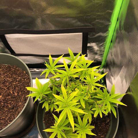 Henriette growlog timeline photo