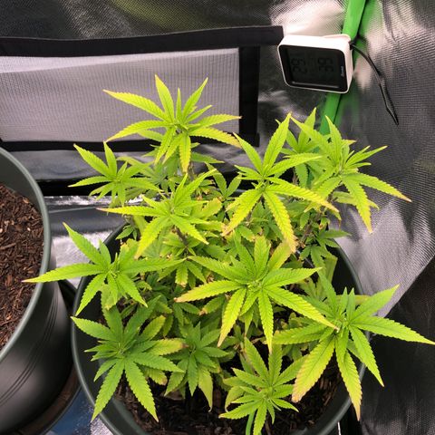 Henriette growlog timeline photo