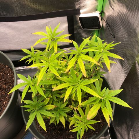 Henriette growlog timeline photo