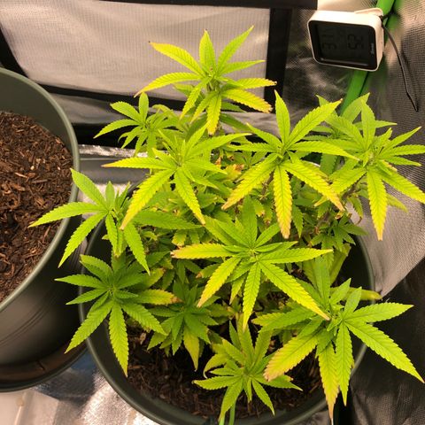 Henriette growlog timeline photo