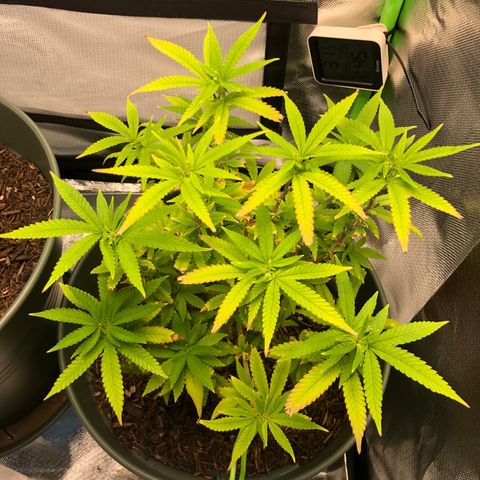 Henriette growlog timeline photo