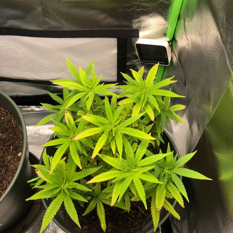 Henriette growlog timeline photo