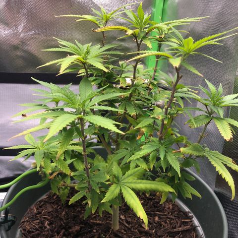 Henriette growlog timeline photo