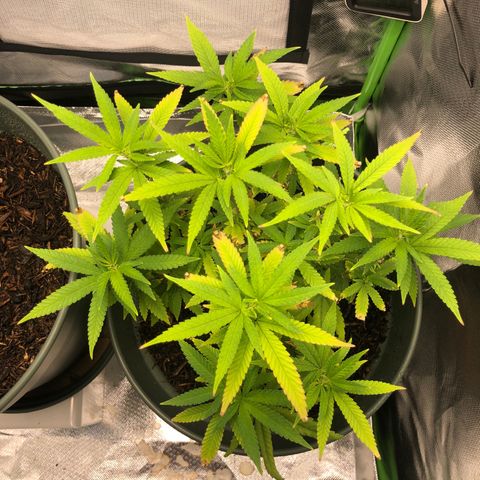 Henriette growlog timeline photo