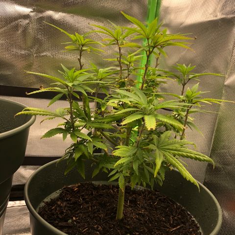 Henriette growlog timeline photo